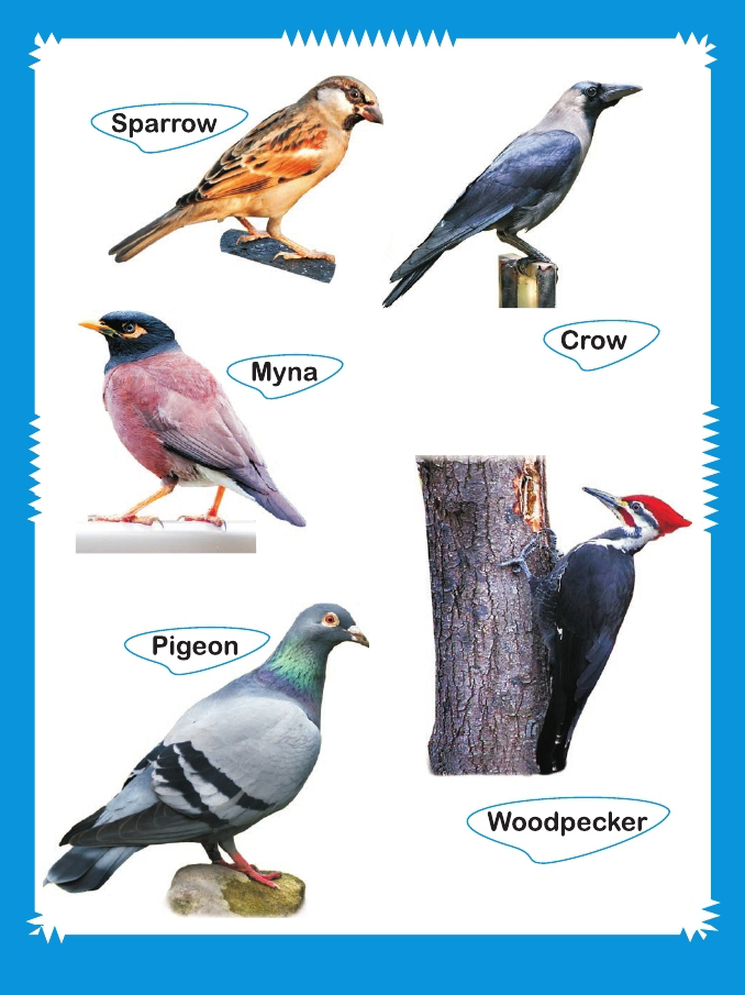 Birds-book_page_2.jpg