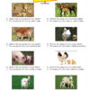 ws-english-conversatin-book-A-2_page_1-1.jpg